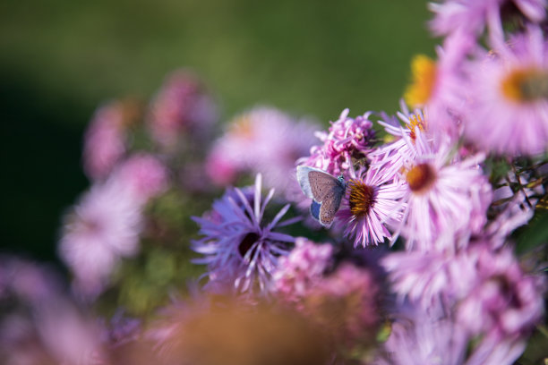 紫粉花横幅或全景背景图片。美丽温柔的花朵在自己的花园里。图片下载