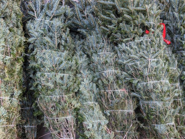 等待圣诞节。图片下载