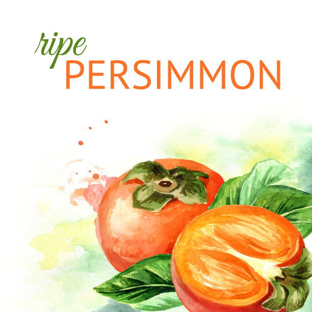柿子的背景。水彩手绘插图图片下载