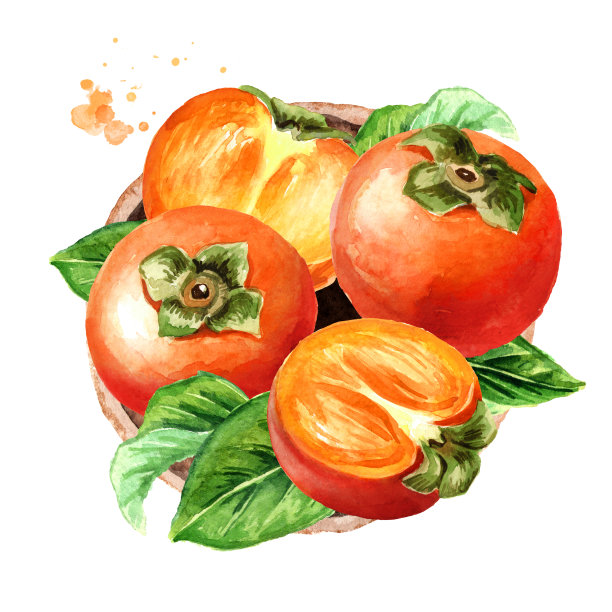 盛满熟柿子，俯视图。水彩插图，孤立的白色背景图片下载