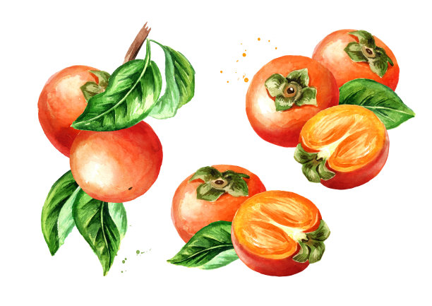 新鲜成熟的柿子。水彩手绘插图，孤立的白色背景图片下载