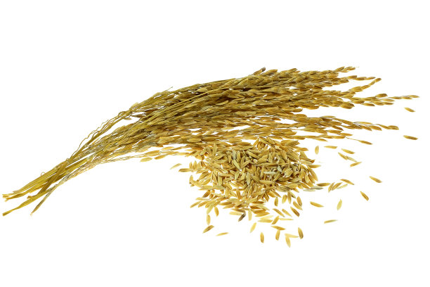 白色背景的粘性水稻穗图片下载