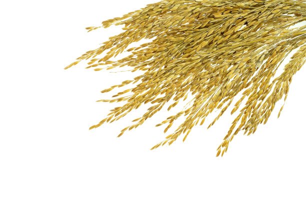 白色背景的粘性水稻穗图片下载