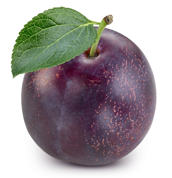 叶孤立的李子图片下载