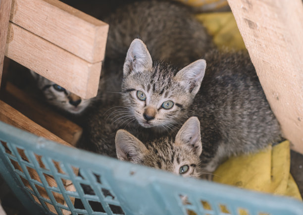 一群小猫在篮子里好奇地看着相机图片下载