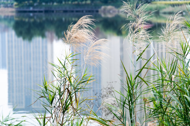 湖边有芦苇草图片下载