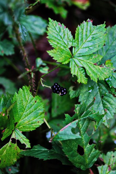 野生黑莓图片下载