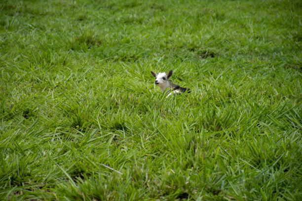 山羊图片下载