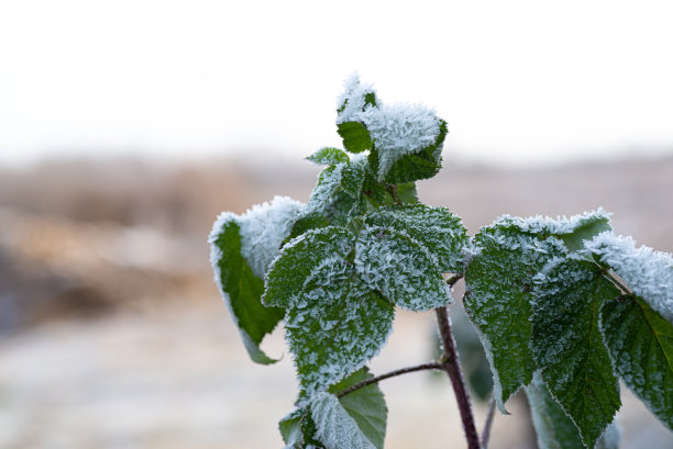 树莓丛在霜冻宏，殴打作物图片下载