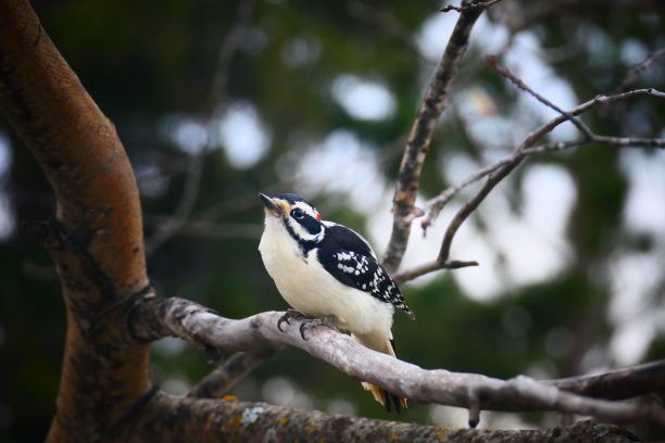 一棵没有叶子的白色树上的男性头发照片图片下载