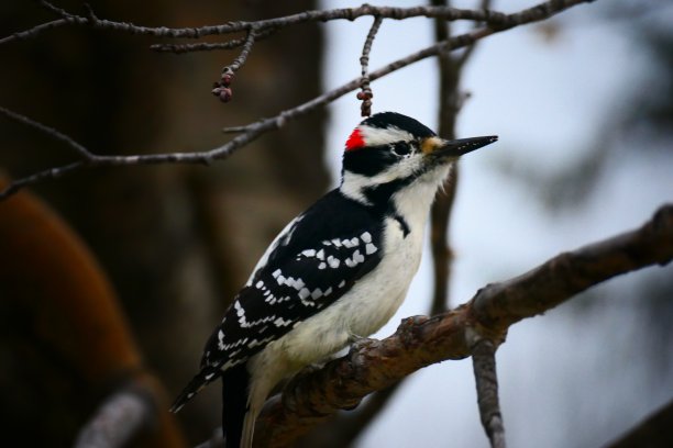 一棵没有叶子的白色树上的男性头发照片图片下载