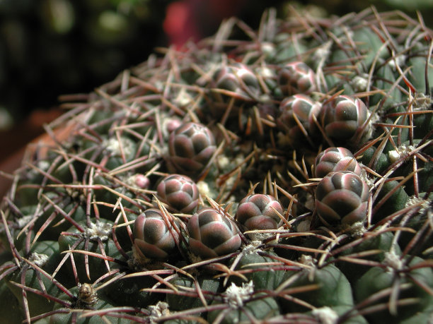 市场摊位出售的蔬菜特写镜头图片下载