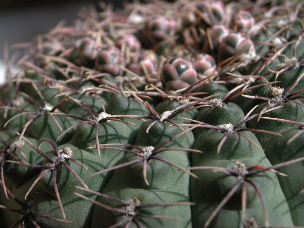 肉质植物全帧拍摄图片下载