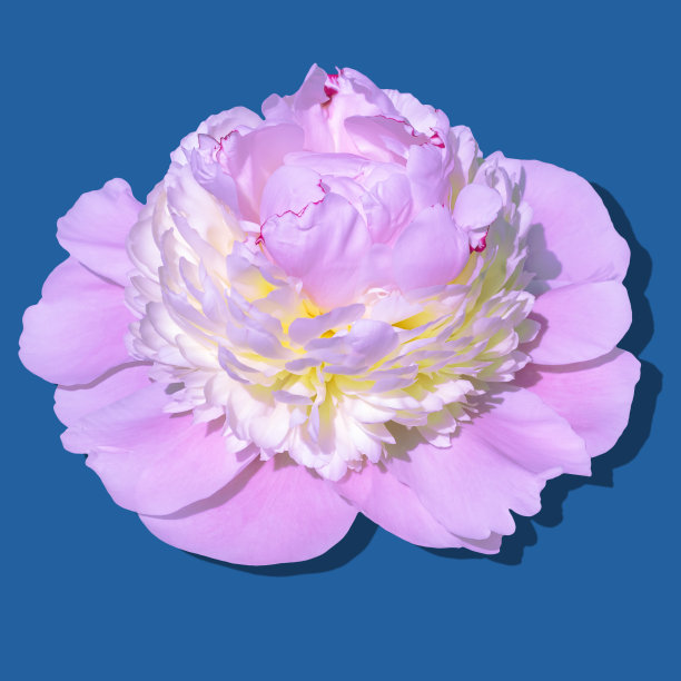 时尚美丽的淡粉黄牡丹在蓝色的背景。图片下载