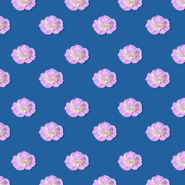 粉红色的牡丹花，黄色的中心在蓝色的背景图片下载