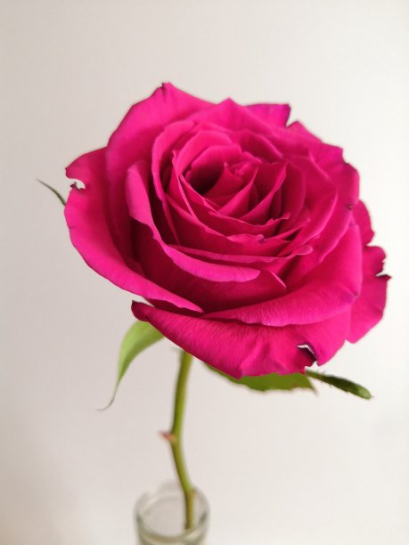 可爱的粉色玫瑰图片下载