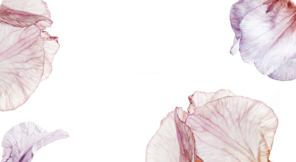 花蕾多色。图片下载