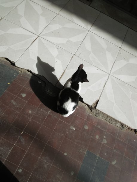 安静的黑白猫图片下载