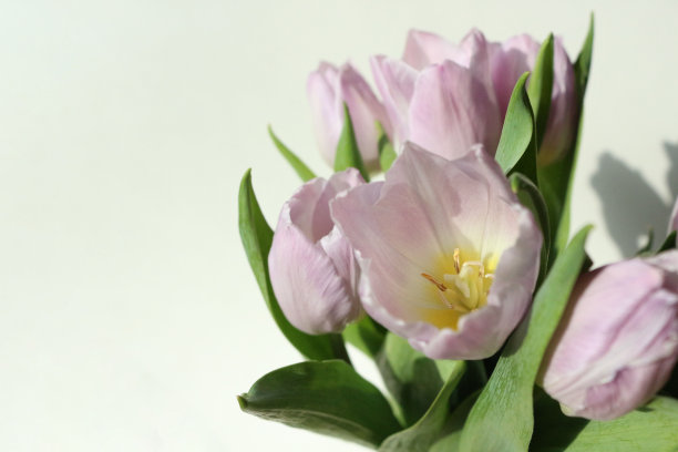 盛开的紫色郁金香，黄色雄蕊图片下载