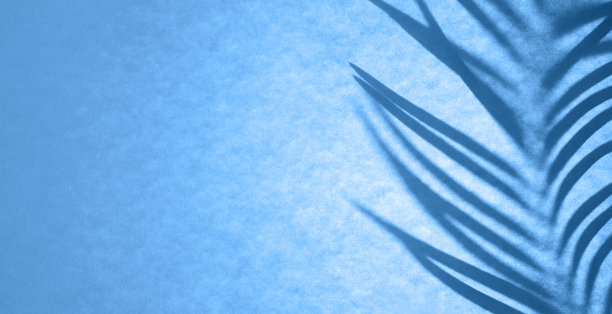 棕榈叶阴影在经典的蓝色背光。花的单色背景图片下载