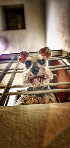 我的宠物图片下载