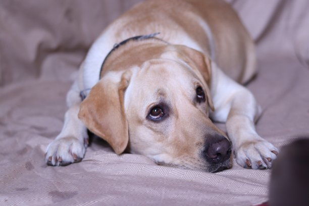 金色的拉布拉多图片下载