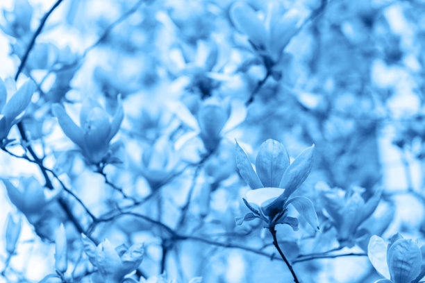 经典的蓝色背景。玉兰树失去了向上。2020年的颜色。自然植物的背景。俯视图，平放。情人节，妇女节，母亲节，生日庆典图片下载