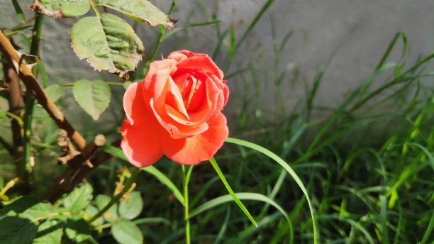 初露头角的玫瑰花图片下载