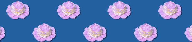 旗帜粉红色牡丹与黄色中心在蓝色背景图片下载