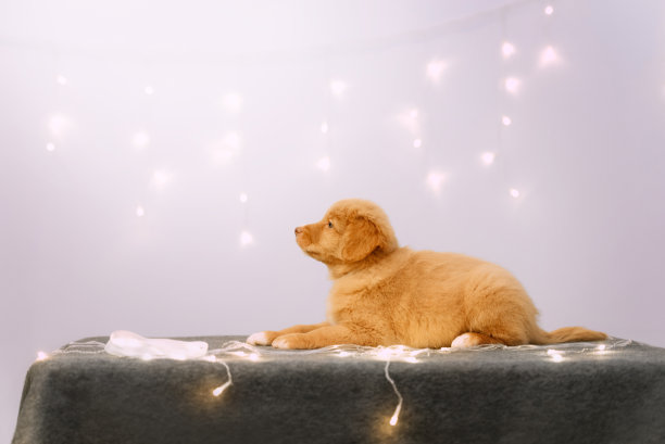 托勒寻回犬在室内用led灯摆姿势图片下载