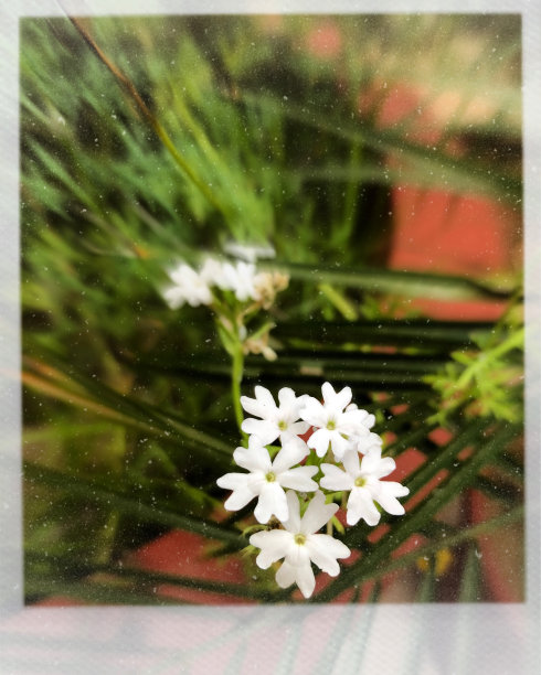 宝丽来花图片下载