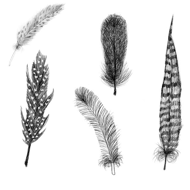 羽毛的鸟类图片下载