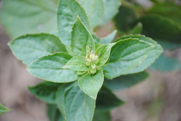 叶子的特写图片下载