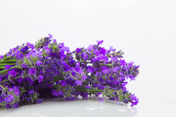 白色背景上美丽的蓝色薰衣草花束图片下载