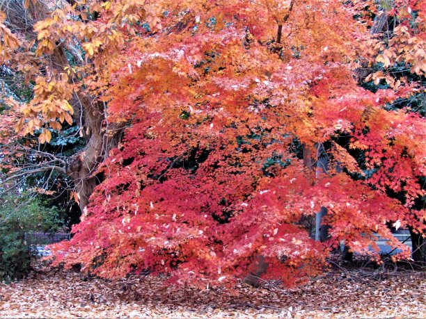 12月。东京地区金秋的最后一周。图片下载