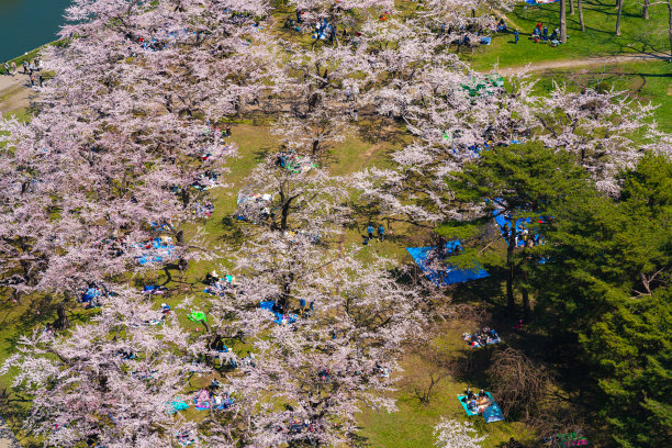 春天是樱花盛开的季节(4、5月)，天气晴朗图片下载