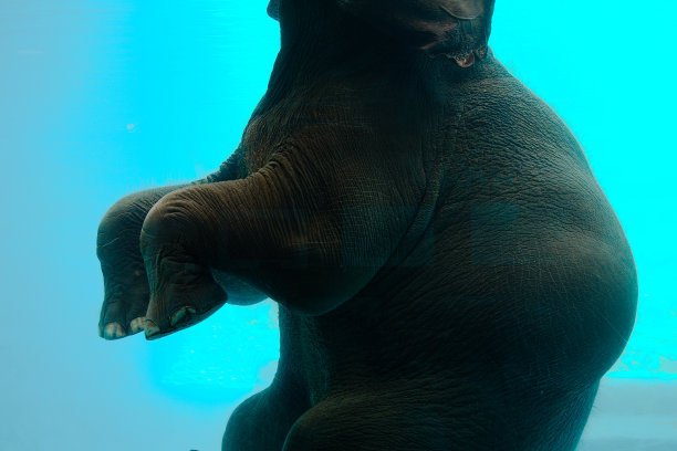 游泳时大象的身体图片下载