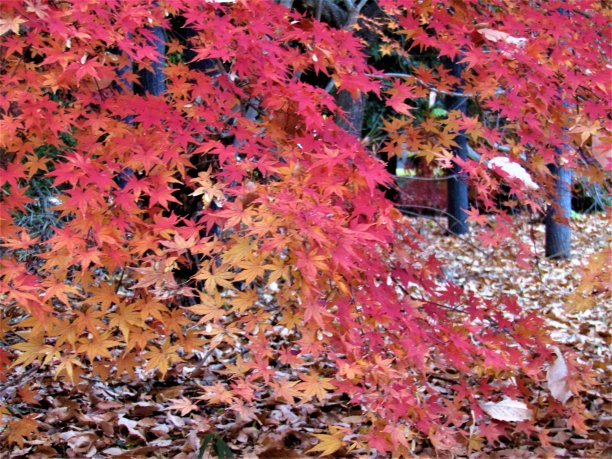 12月。东京地区金秋的最后一周。图片下载
