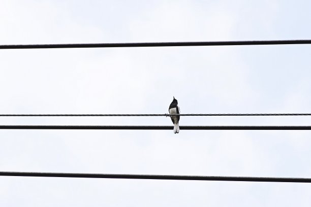 鸟在电线。图片下载