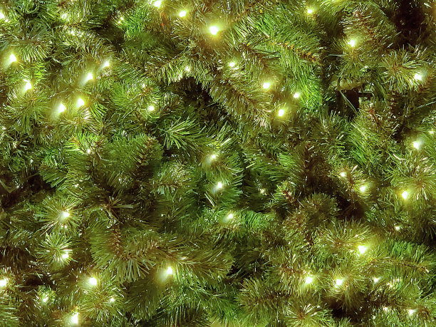 装饰在松树上的圣诞彩灯图片下载