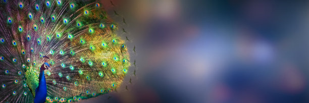 一只美丽的孔雀在舞台上摆姿势图片下载