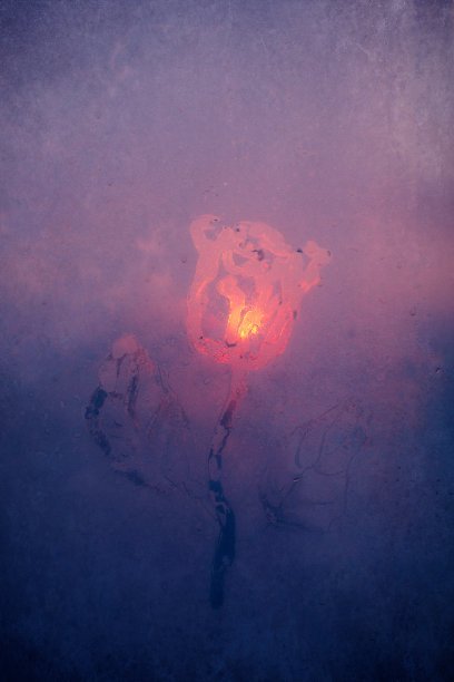 在结霜的窗户上画一朵玫瑰图片下载