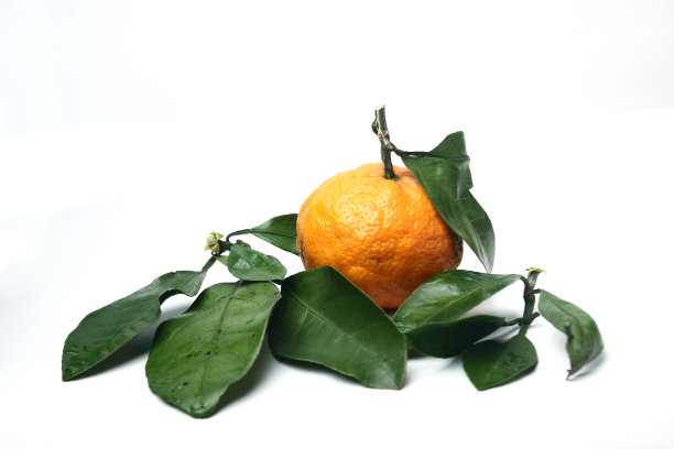 橘红色和绿色的叶子孤立在白色的背景上图片下载