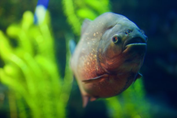 水族馆-鱼类，珊瑚和水母来自海洋，海洋和河流图片下载