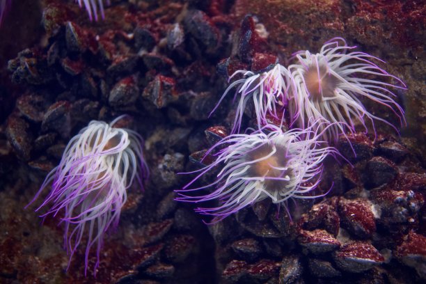 水族馆-鱼类，珊瑚和水母来自海洋，海洋和河流图片下载