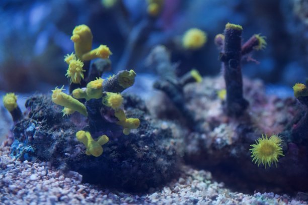 水族馆-鱼类，珊瑚和水母来自海洋，海洋和河流图片下载