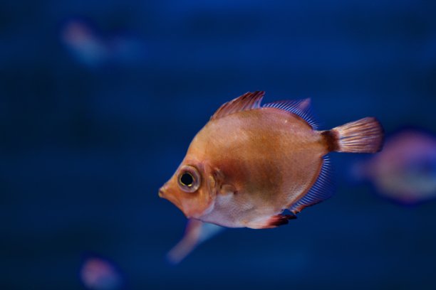 水族馆-鱼类，珊瑚和水母来自海洋，海洋和河流图片下载