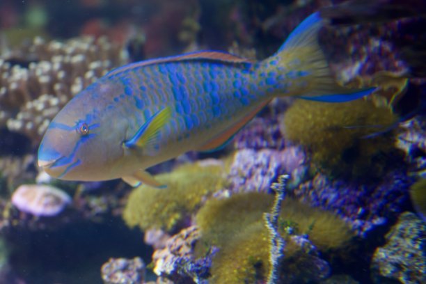 水族馆-鱼类，珊瑚和水母来自海洋，海洋和河流图片下载