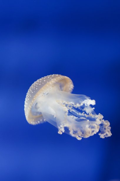 水族馆-鱼类，珊瑚和水母来自海洋，海洋和河流图片下载