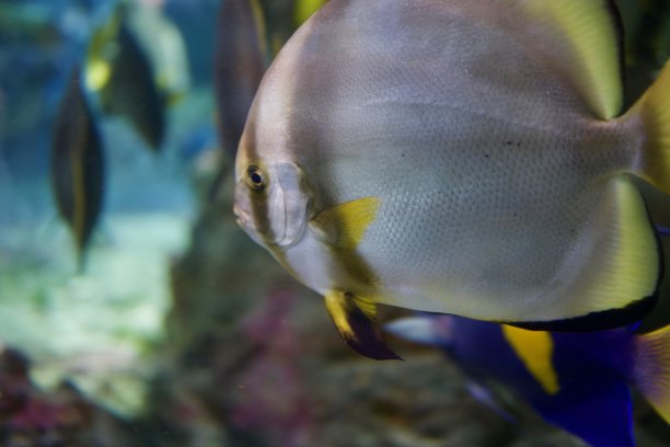 水族馆-鱼类，珊瑚和水母来自海洋，海洋和河流图片下载
